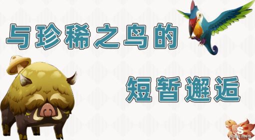 《原神》与珍稀之鸟的短暂邂逅攻略图文 原神与珍稀之鸟的短暂邂逅怎么触发