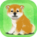 养育柴犬的治愈
