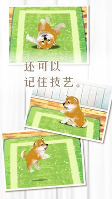养育柴犬的治愈截图4