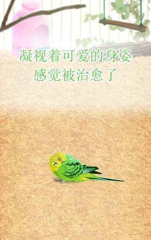 治愈的鹦鹉育成parakeet2