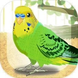 治愈的鹦鹉育成parakeet