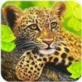 豹模拟(The Leopard)