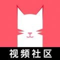 猫咪视频2021游戏图标