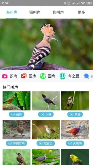 鸟叫声大全截图1