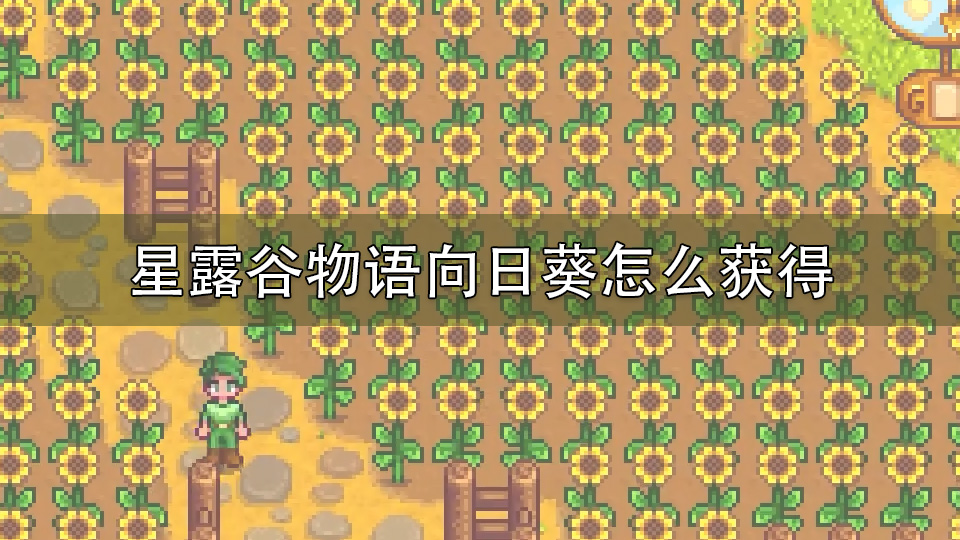 星露谷物语向日葵怎么获得