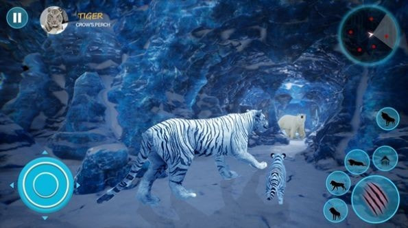 野生白虎家庭模拟Wild White Tiger Family Sim2