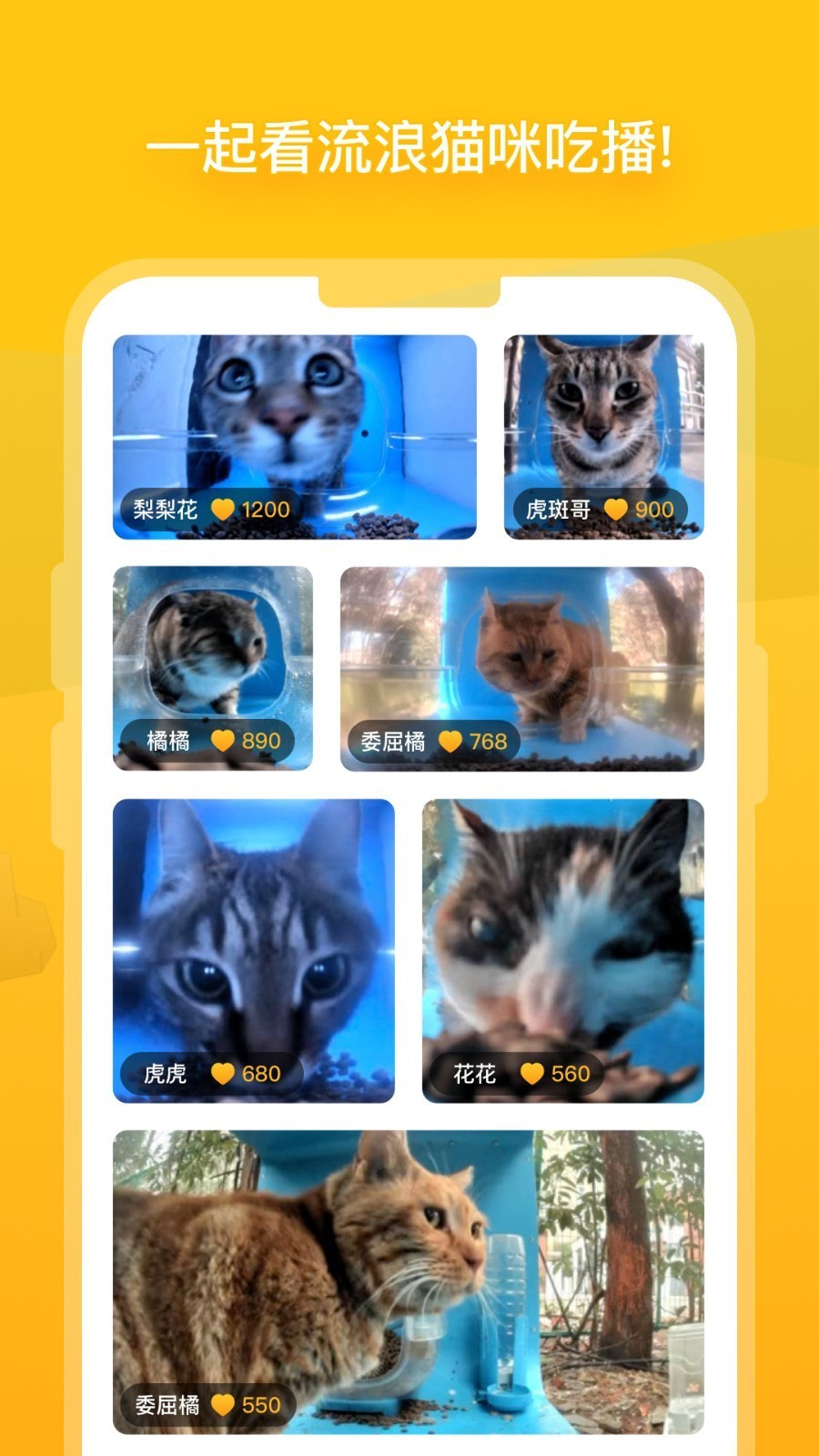 街猫截图3