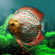 热带鱼水族馆(discus)