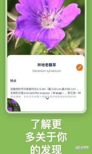 Flora Incognita植物识别截图2