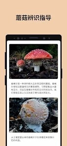 Picture Mushroom蘑菇识别扫一扫免费最新版2