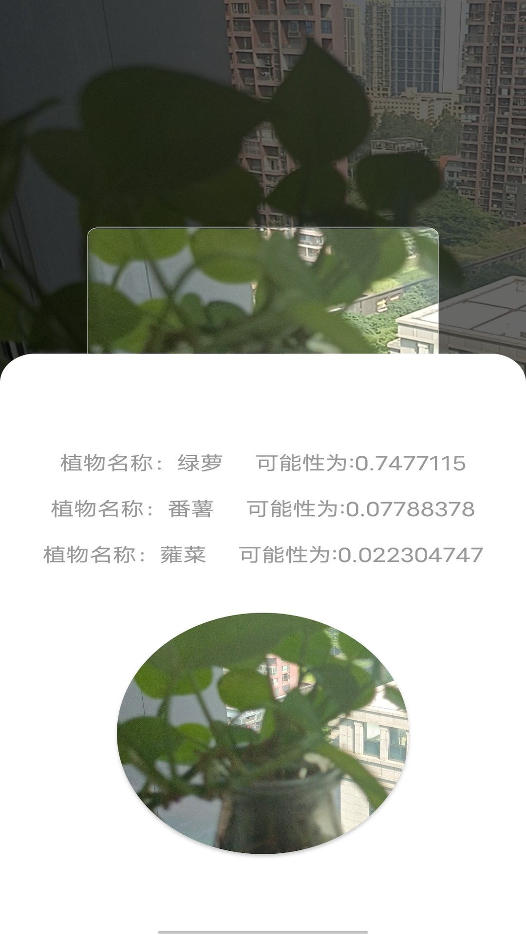 拍照识别植物弛意版2