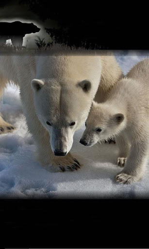 White Bear HD Live Wallpaper1