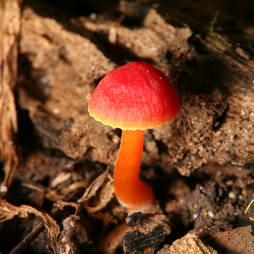 Bright Mushroom at rain LWP0